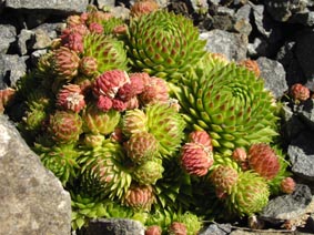 Jovibarba sobolifera